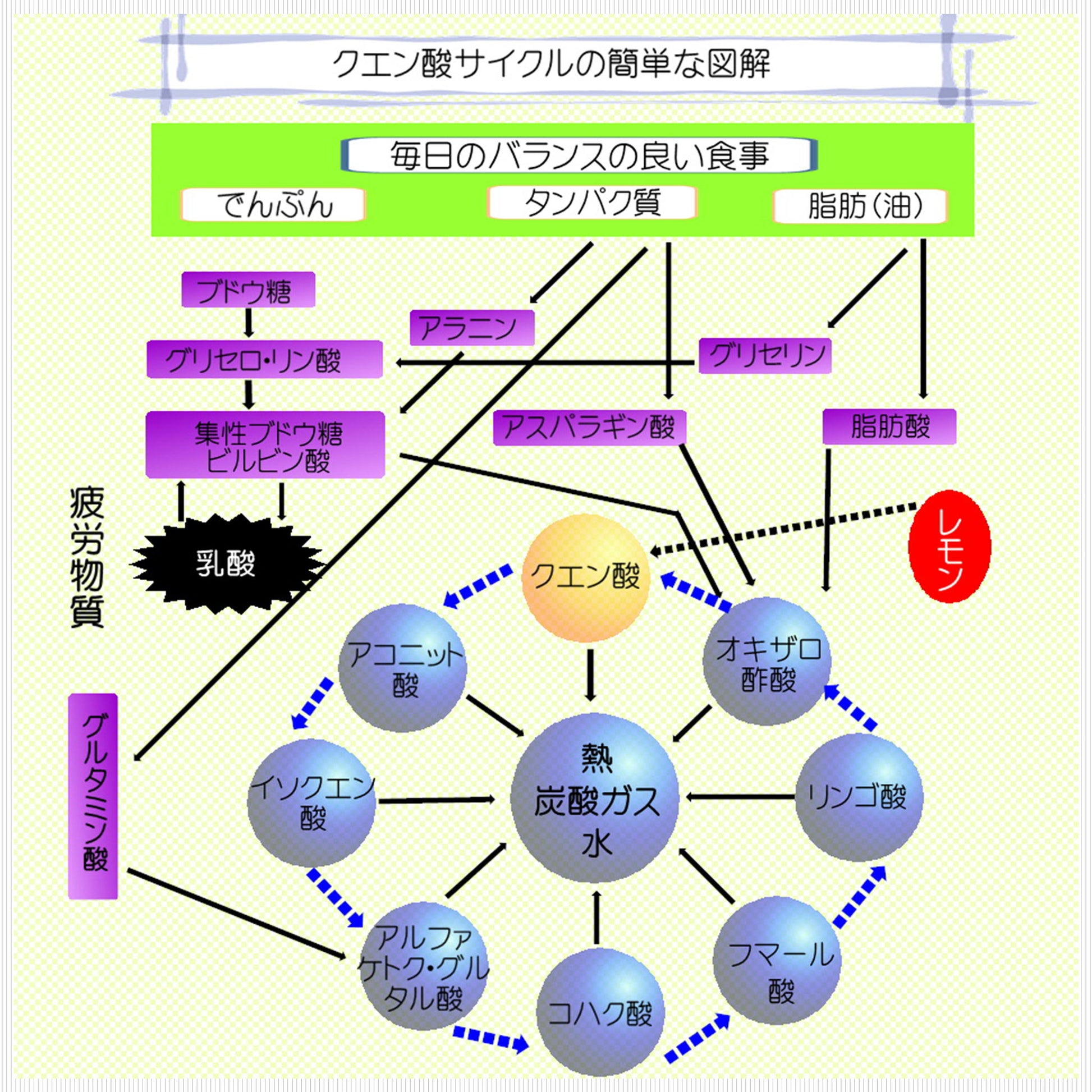 クエン酸サイクルとは