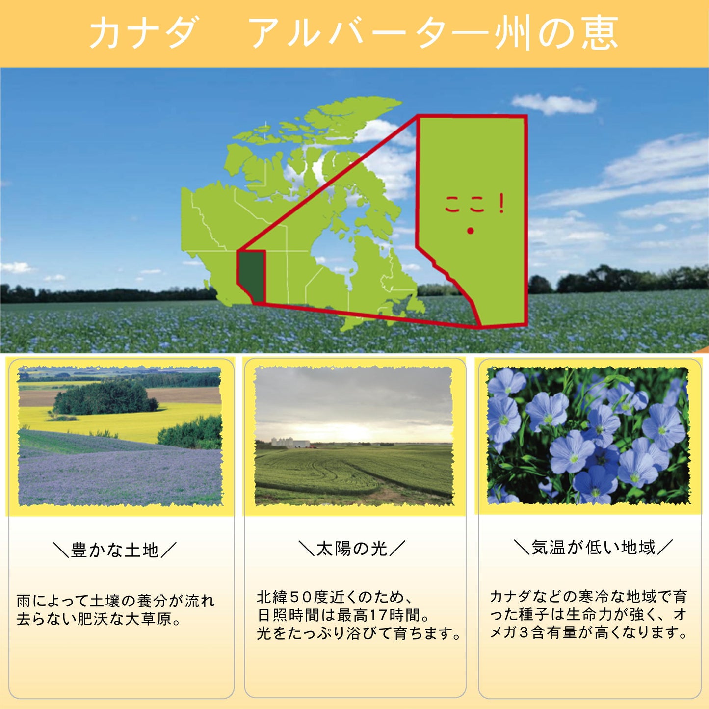 カナダ産有機亜麻仁油